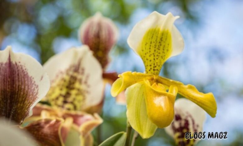 Azurorchide Cam
